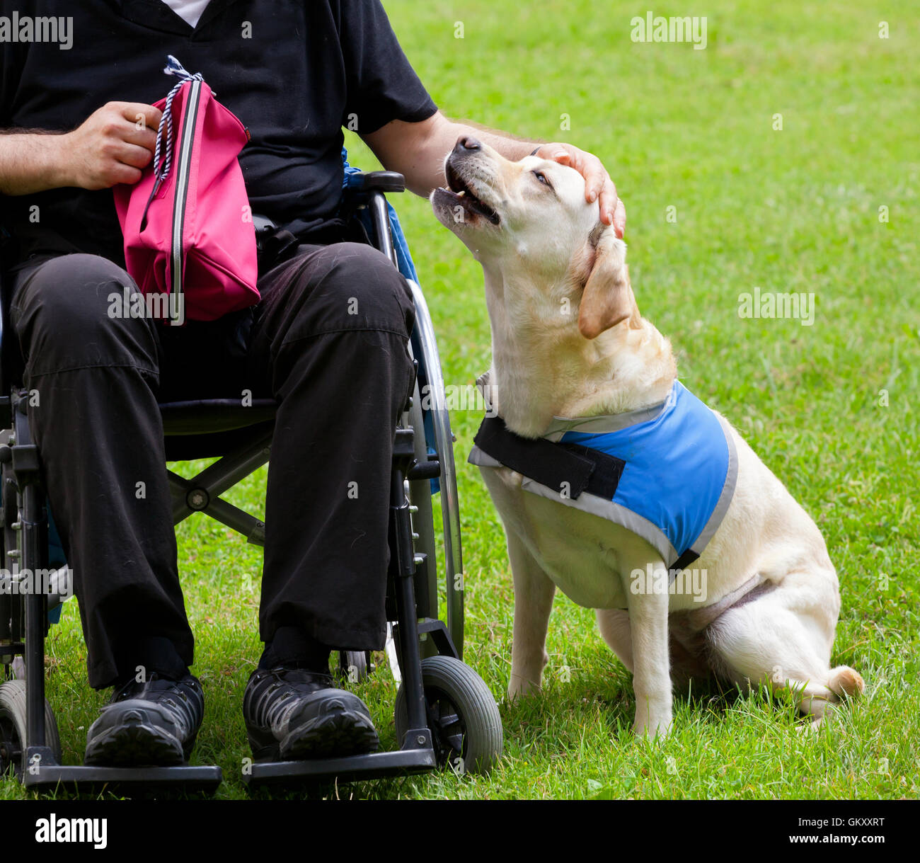 Labrador chien-guide et sa mobilité propriétaire sur l'herbe verte. Banque D'Images