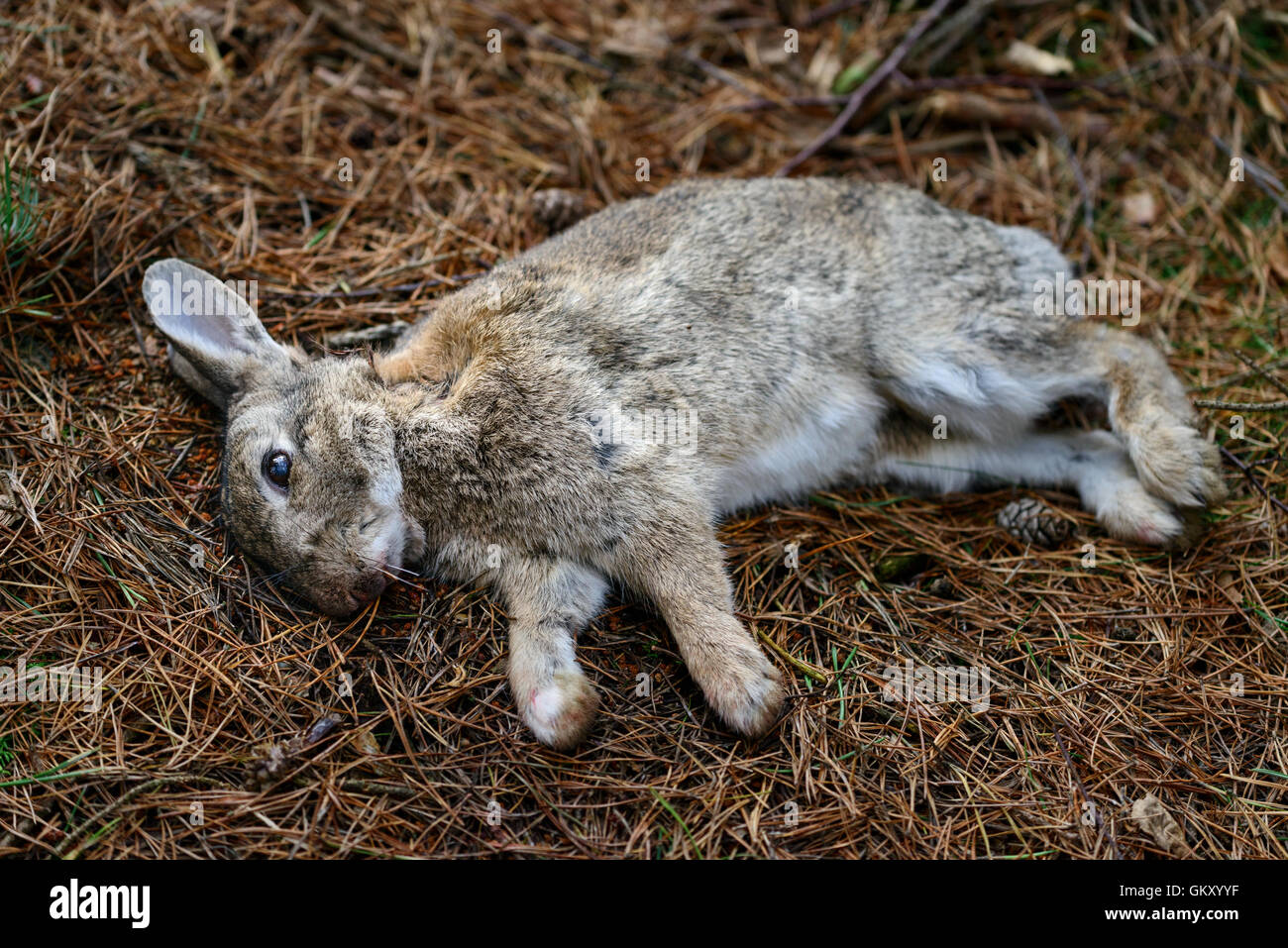 Lapin mort Banque de photographies et d’images à haute résolution Alamy