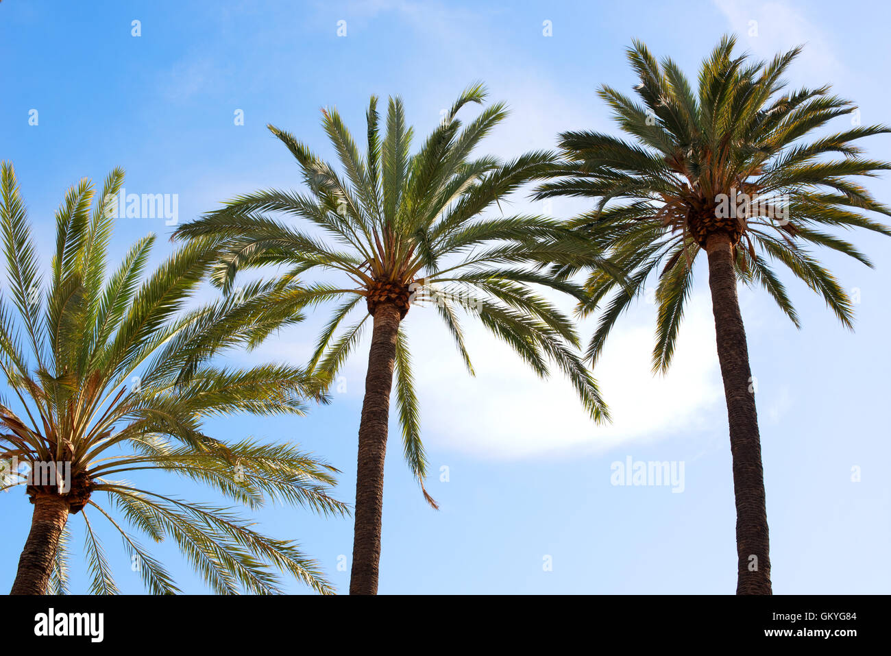 Couronnes et des frondes de palmiers tropicaux trois contre un ciel bleu ensoleillé de l'été voyage conceptuel Banque D'Images