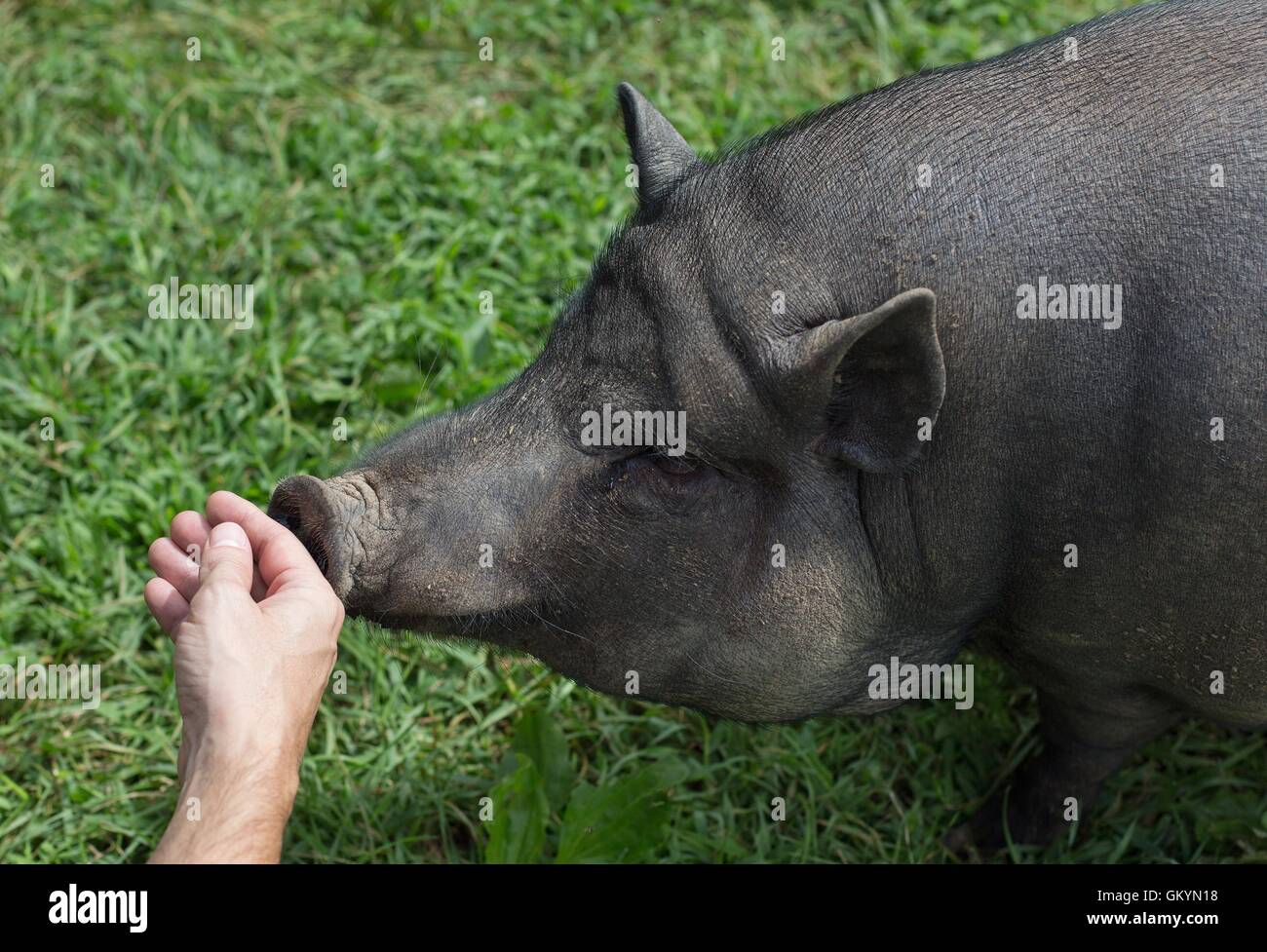 La main d'un homme caressant un cochon dans une ferme sanctuaire. Banque D'Images