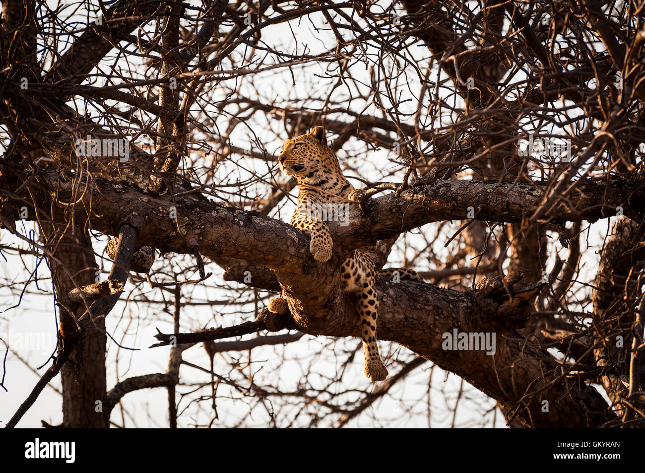 Leopard reposant dans les branches d'un arbre dans le Delta de l'Okavango, au Botswana, Afrique ; Banque D'Images Leopard reposant dans les branches d'un arbre dans le Delta de l'Okavango, au Botswana, Afrique ; Banque D'Images