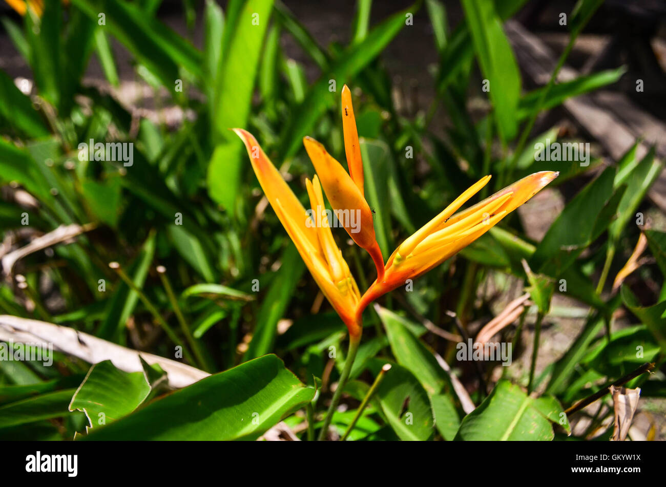 Une photo d'un Bird of Paradise flower Banque D'Images