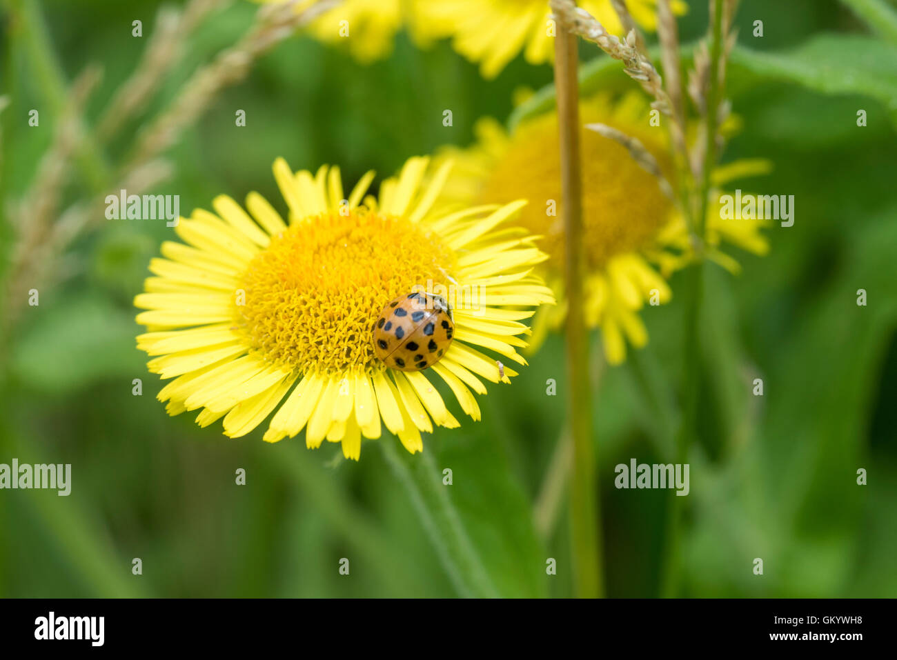 Une coccinelle Arlequin sur une fleur de tansy Banque D'Images