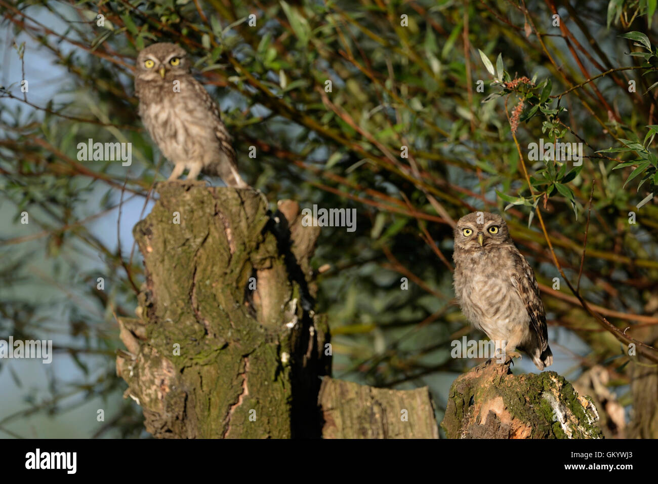 Little Owl / Minervas Owl ( Athene noctua ), deux naissances, s'exciter, comportement typique, grincement, faune, Europe. Banque D'Images