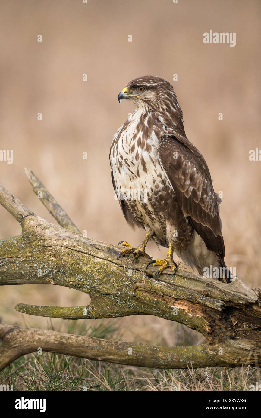 Buse variable (Buteo buteo) perché sur une branche Banque D'Images