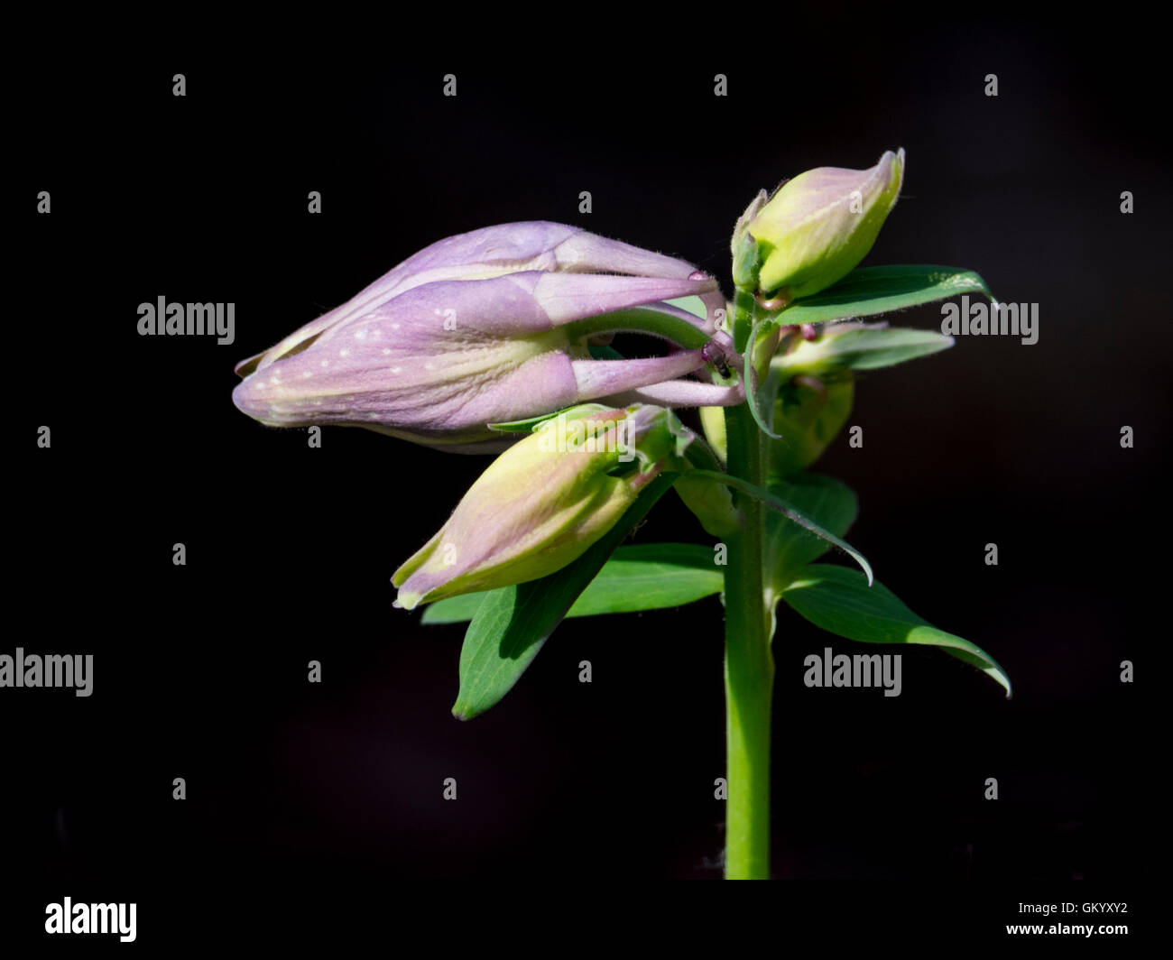 Columbine commence à fleurir Banque D'Images