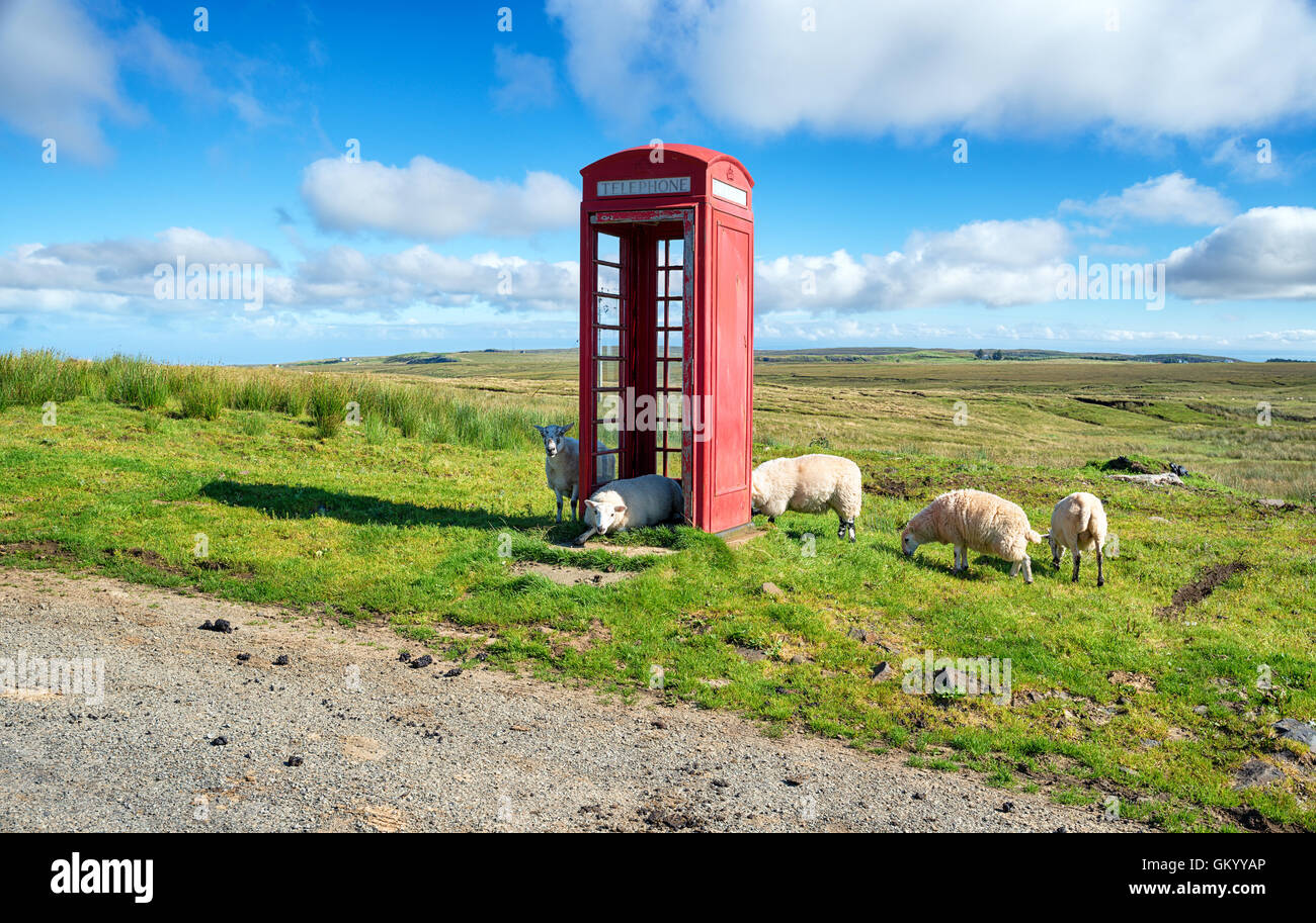 Moutons dans une boîte de téléphone rouge sur l'île de Skye en Ecosse Banque D'Images