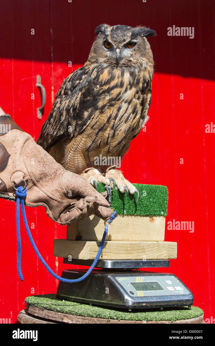 Londres, Royaume-Uni. 24 août 2016. Max, 23 ans, le Grand-duc (Bubo bubo) perché sur un pèse-personne. L'enregistrement statistique de l'état d'animaux de zoo à l'assemblée annuelle à la pesée ZSL London Zoo. Banque D'Images