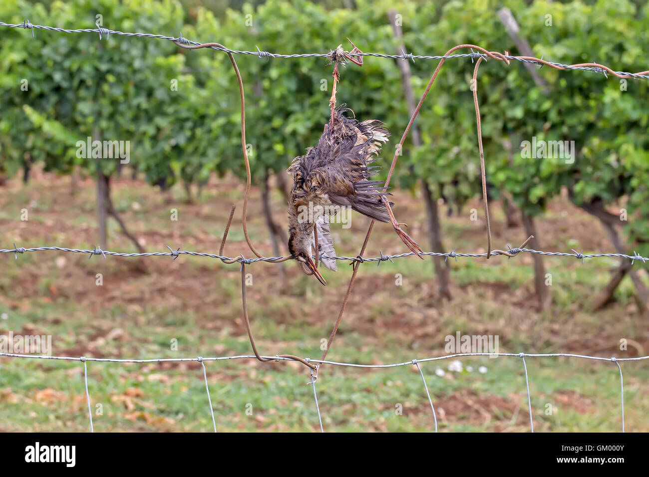 Oiseau mort comme épouvantail dans le vignoble Banque D'Images