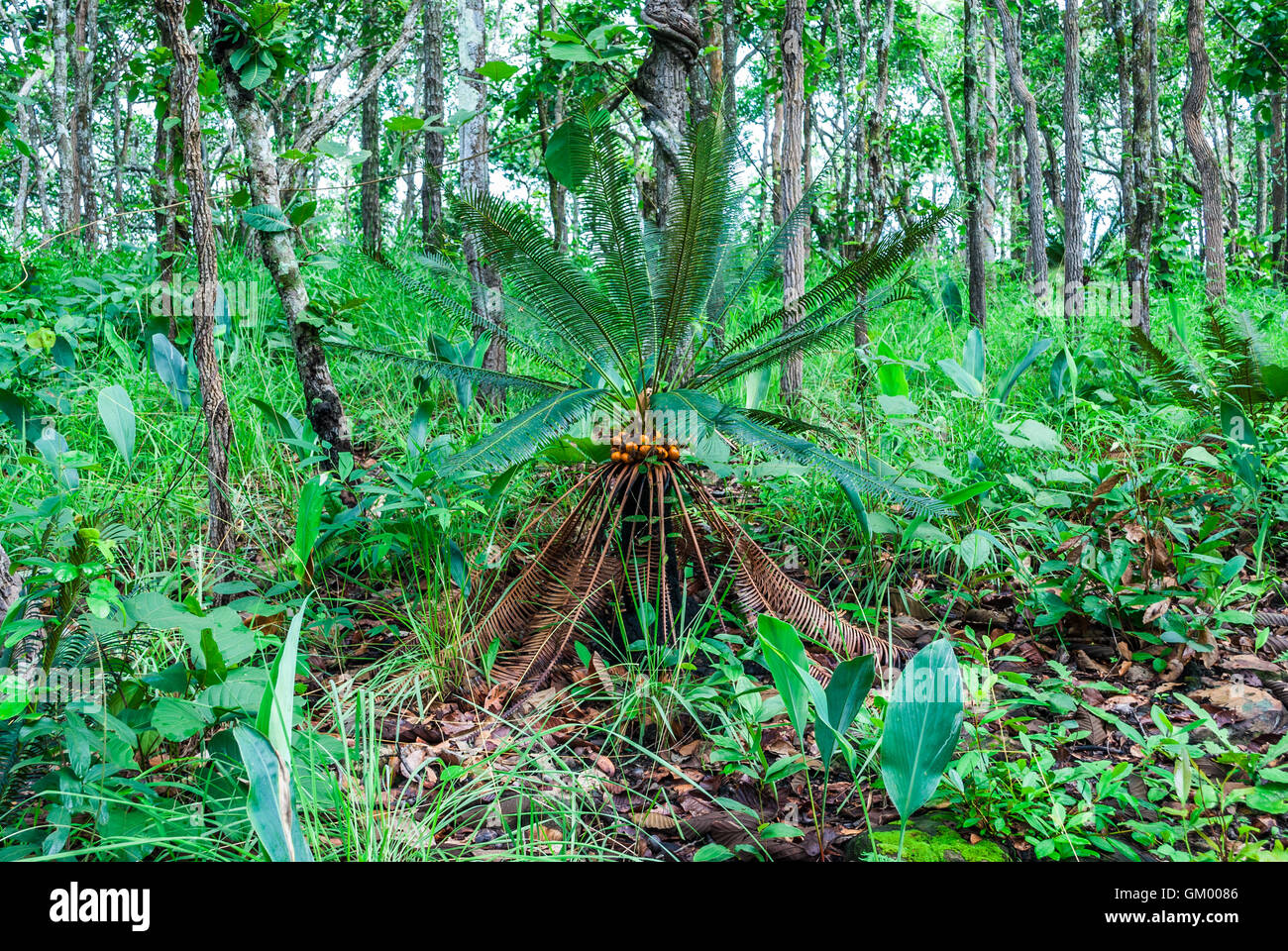 Petit Palmier de bétel dans la forêt en croissance Banque D'Images