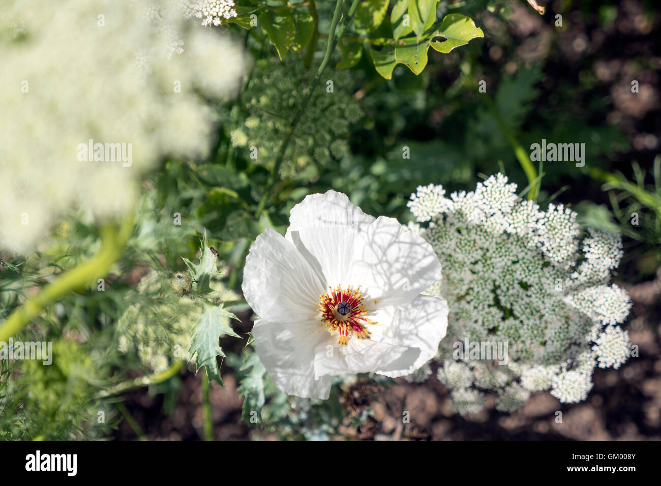 English Chalet jardin fleur blanche boarder Banque D'Images
