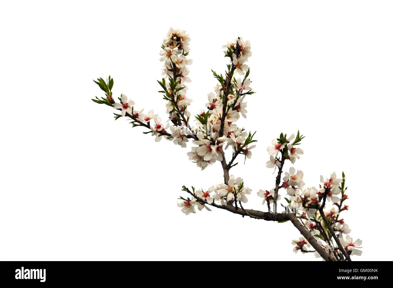 La direction générale de l'amandier à fleurs roses vert feuilles et bourgeons sur fond blanc. Banque D'Images