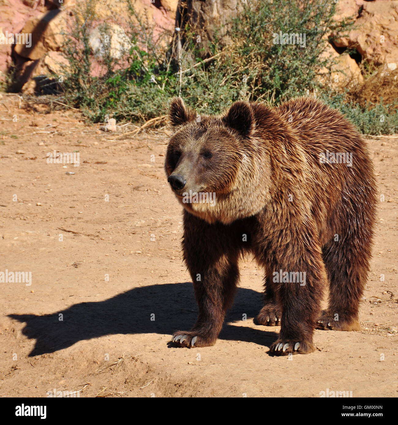 L'ours brun d'animaux sauvages dangereux l'un des plus grands prédateurs sur terre. Banque D'Images