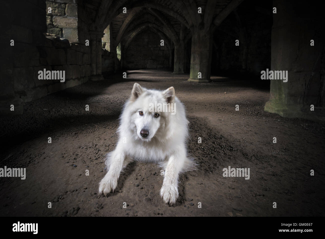 Le Guardsman - Samoyède dans l'Undercroft à Finchale Priory, Durham Banque D'Images