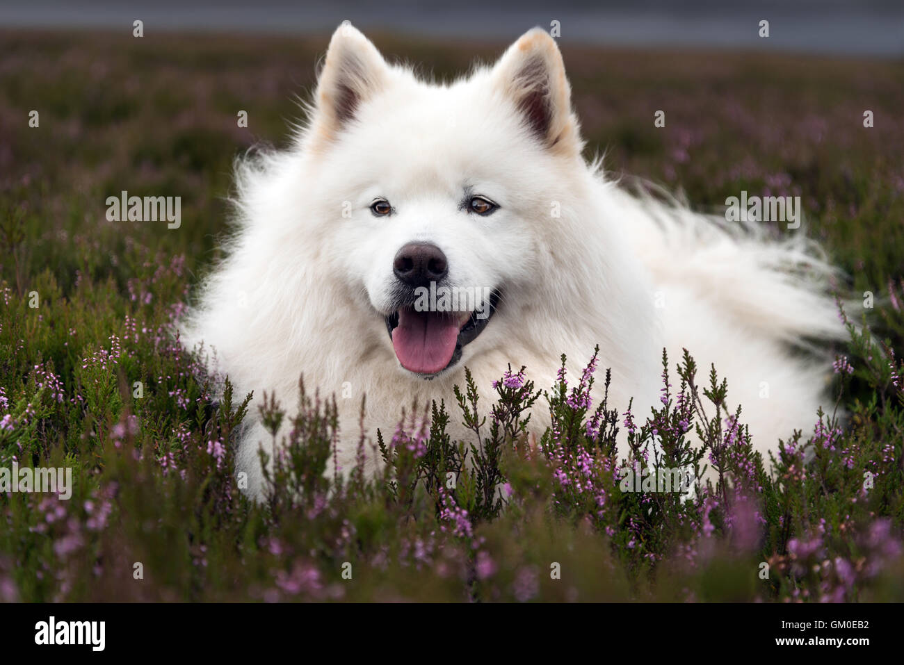 Samoyède couché dans Heather Banque D'Images