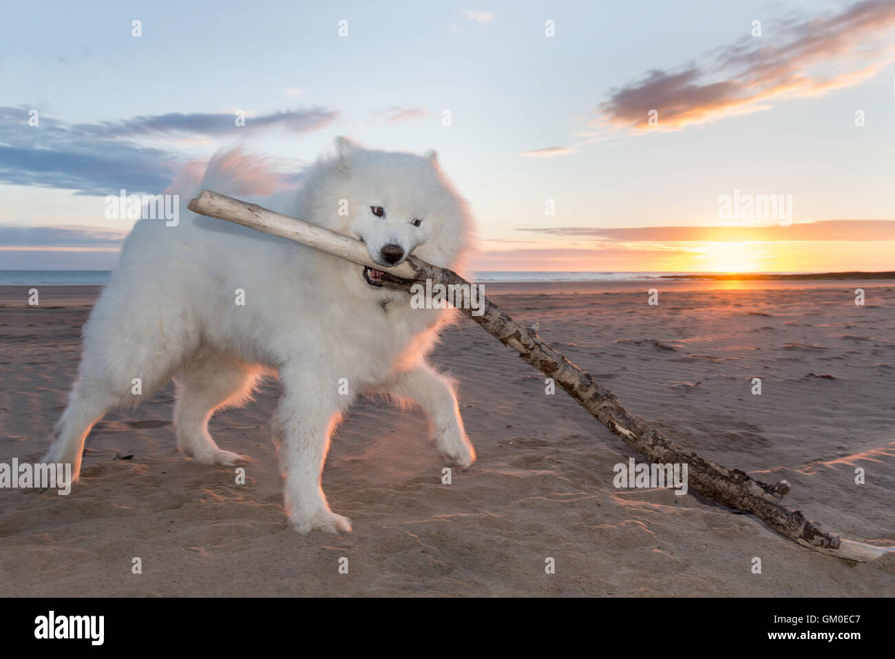 Samoyède jouant avec un bâton sur une plage au lever du soleil Banque D'Images