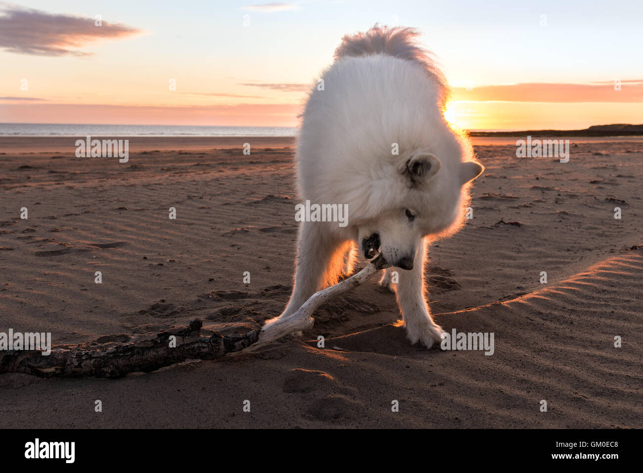 La mastication samoyède un grand bâton sur une plage au lever du soleil Banque D'Images