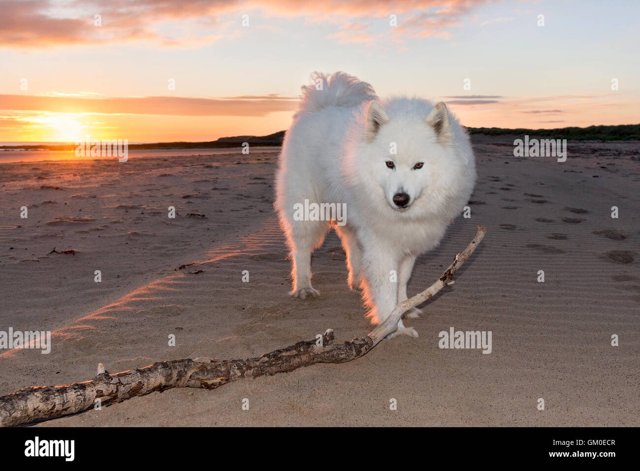 Samoyède sur une plage au lever du soleil Banque D'Images