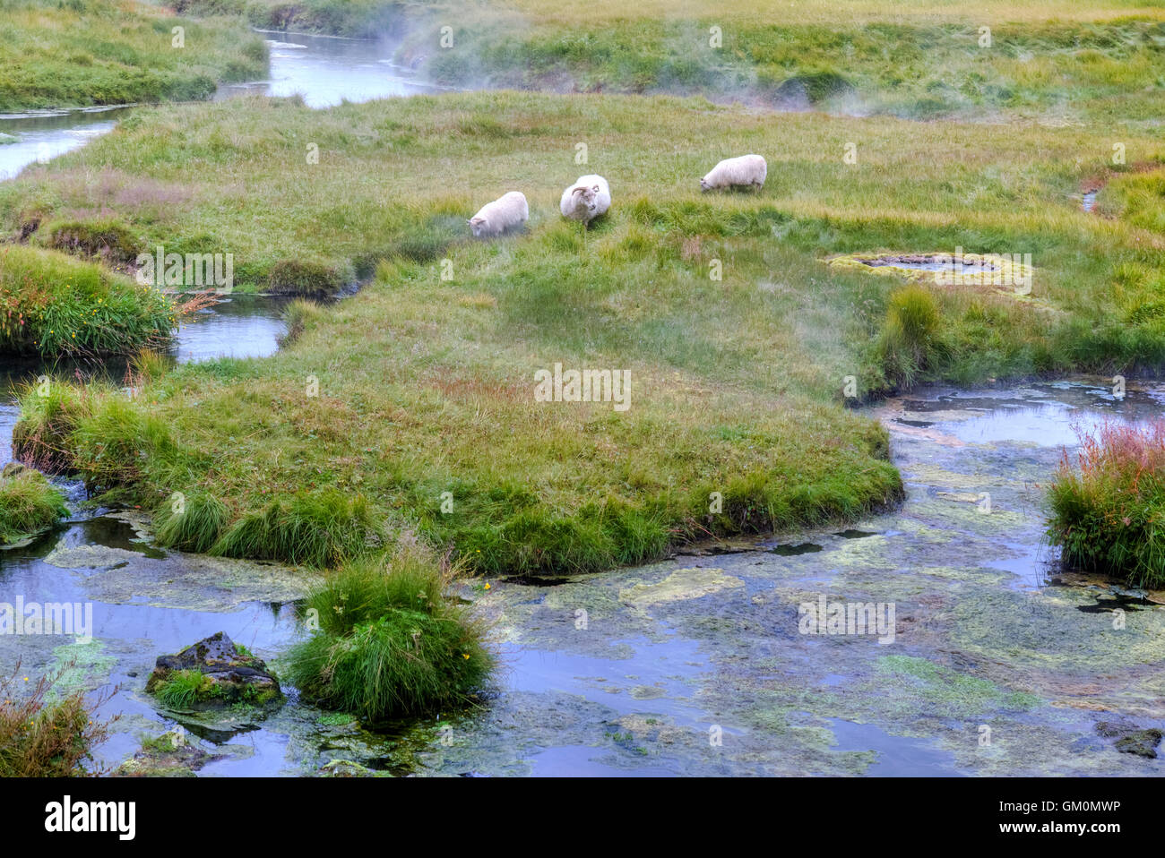 Des moutons paissant dans les sources chaudes de Landmannalaugar, la Réserve Naturelle de Fjallabak, Rangárþing ytra, Islande, Europe Banque D'Images