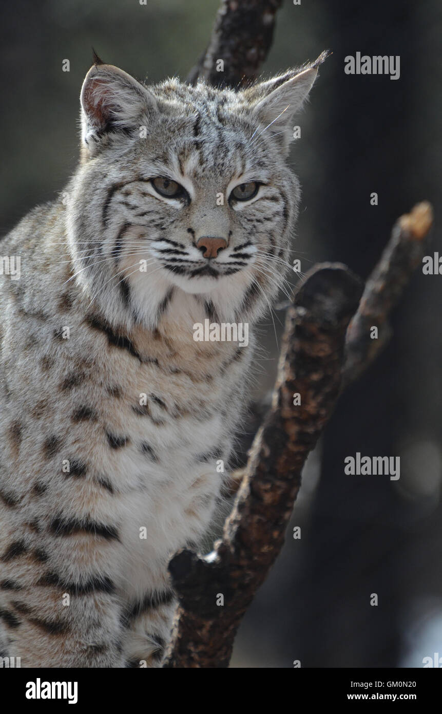 Lynx Chat Perche Dans Un Arbre Tombe Photo Stock Alamy