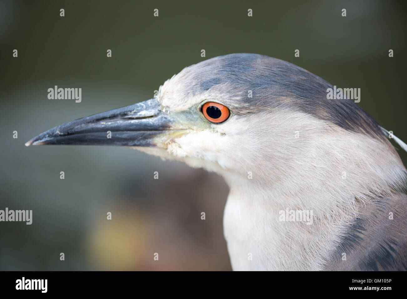 Black-Crowned Bihoreau gris (Nycticorax nycticorax) adulte tête Banque D'Images