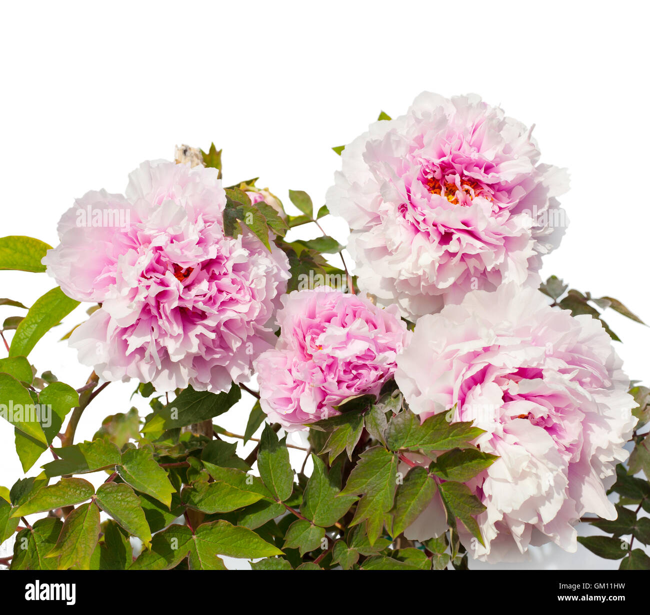 Fleurs de pivoine rose isolé sur fond blanc Banque D'Images