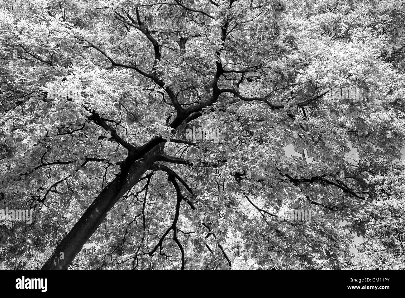 Résumé du feuillage des arbres Banque D'Images