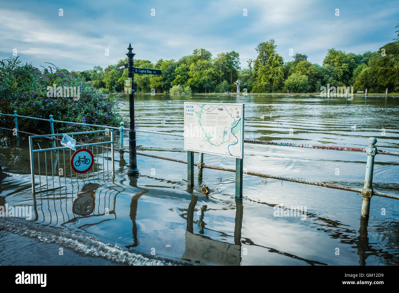 Hautes eaux et inondations sur la Tamise à Twickenham, Londres, Royaume-Uni Banque D'Images