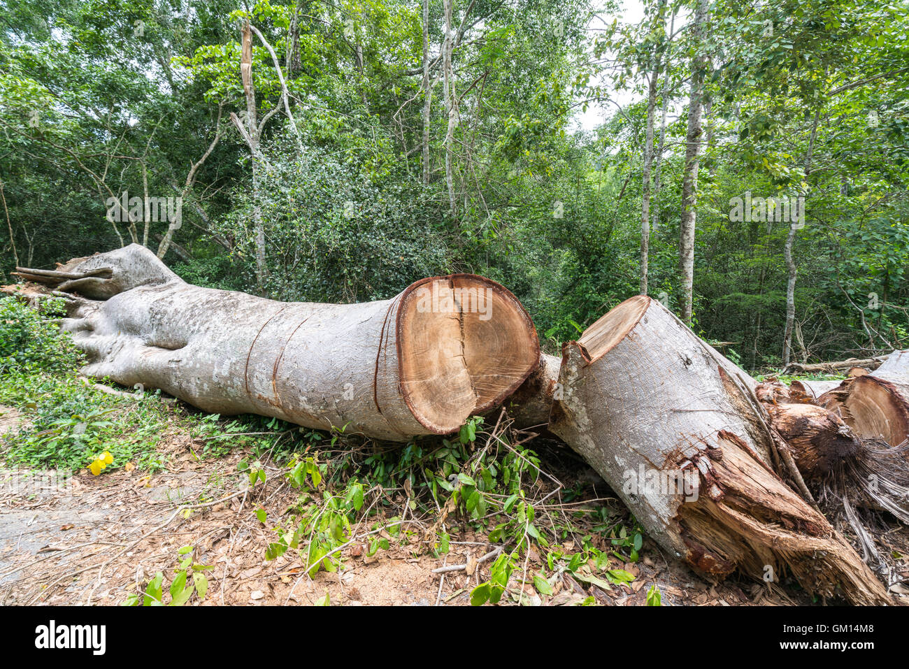Grand arbre coupé dans la forêt, la déforestation ou le réchauffement de la notion, de l'environnement Banque D'Images