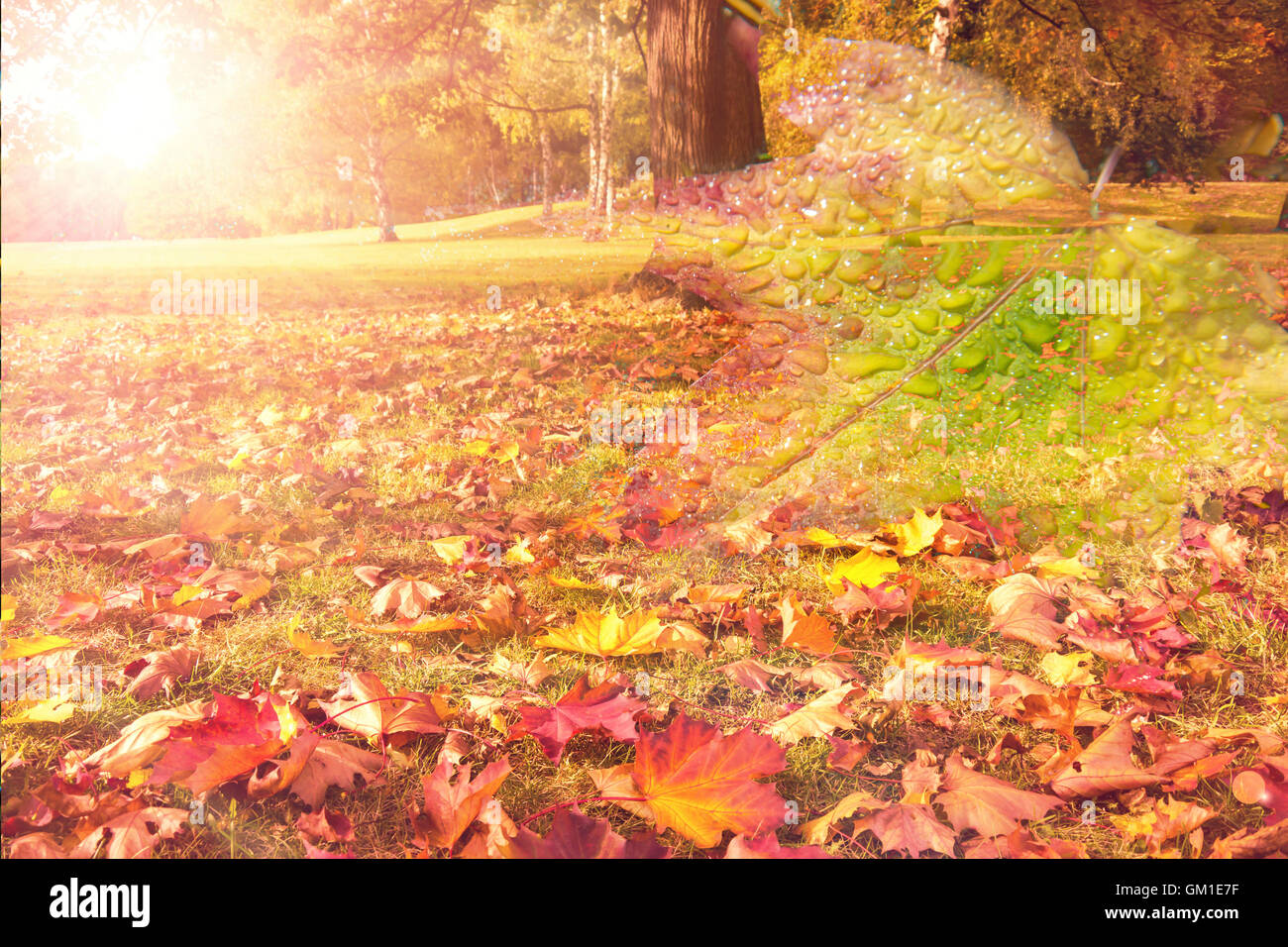 Paysage d'automne et des feuilles (collage) Banque D'Images