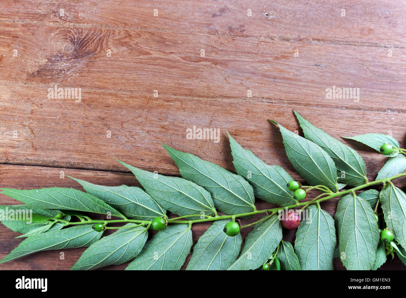 Muntingia muntingea. Cerise Flacourtiaceae asiatique. Petits fruits tropicaux en thaï. Banque D'Images