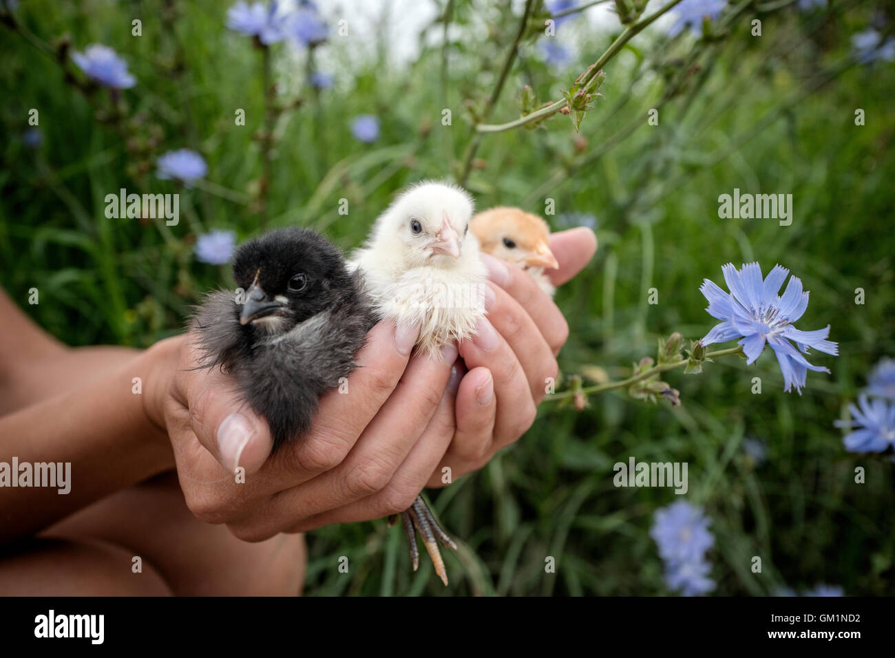 Noir, jaune et blanc petit mignon chikcens dans la main humaine Banque D'Images