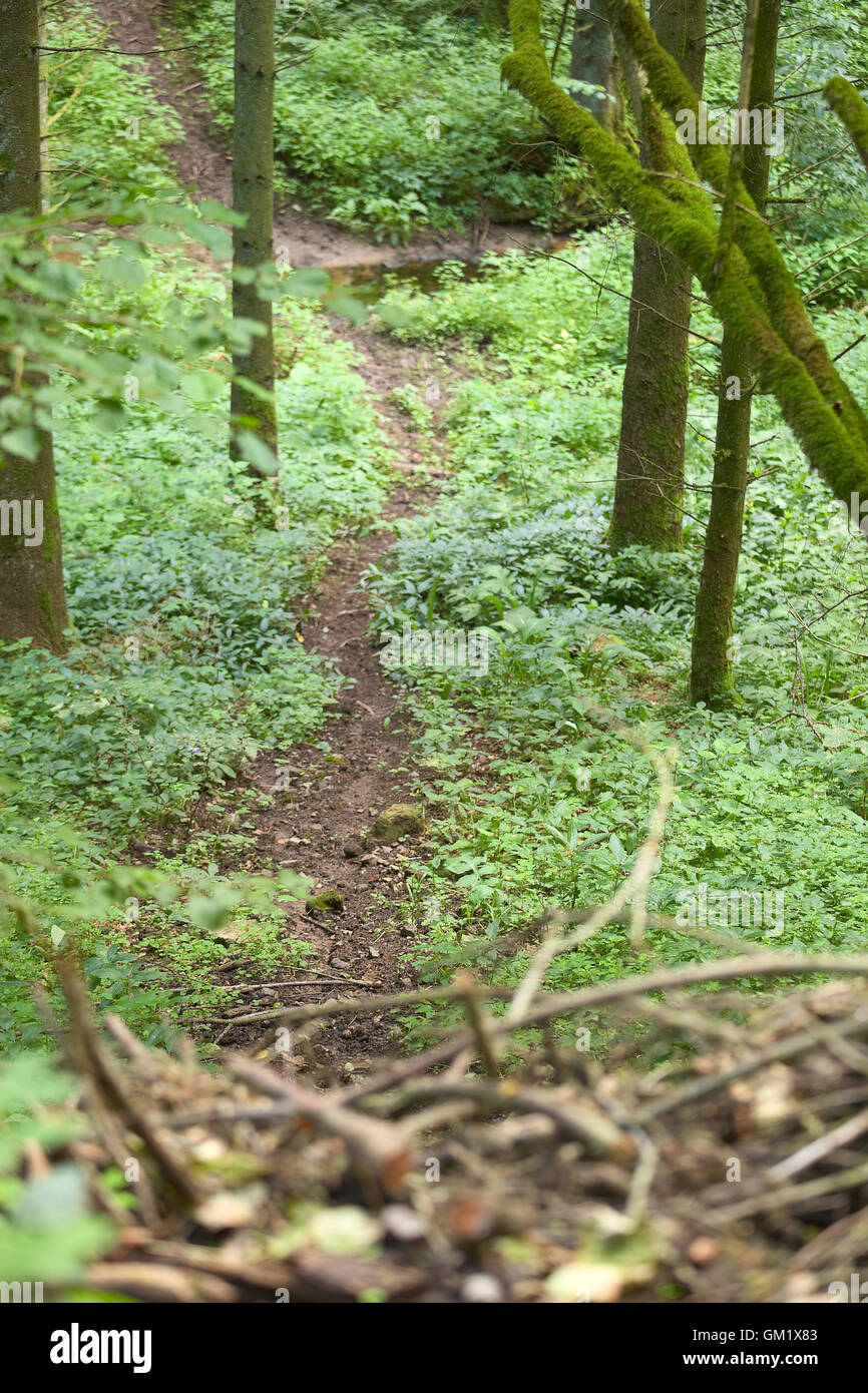 Forrest en Allemagne Banque D'Images