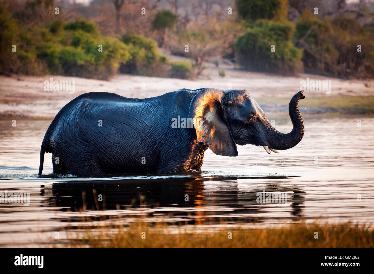 Traversée de l'éléphant la rivière Chobe, dans le Parc National de Chobe, au Botswana, Afrique ; Banque D'Images Traversée de l'éléphant la rivière Chobe, dans le Parc National de Chobe, au Botswana, Afrique ; Banque D'Images