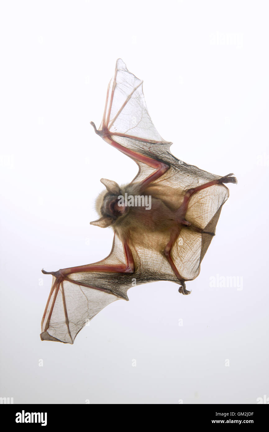 Bébé Bat avec ailes déployées Banque D'Images