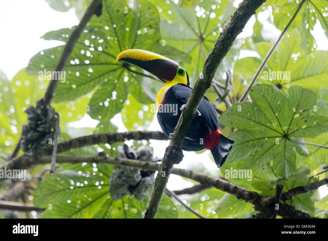 Chestnut mandibled Toucan (Ramphastos ambiguus swainsoni ) dans la forêt tropicale, Parc National Manuel Antonio, Costa Rica Banque D'Images