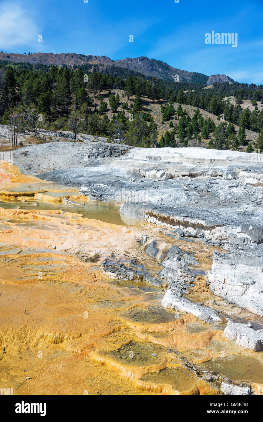 Vue verticale de terrasses en travertin à Mammoth Hot Springs dans le Parc National de Yellowstone Banque D'Images