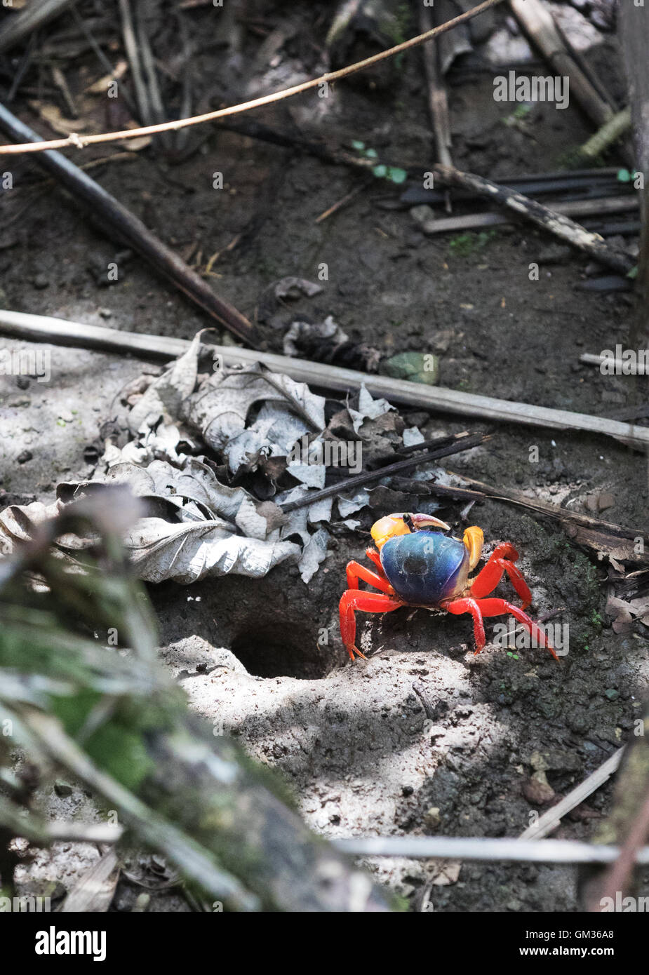 Gecarcinus quadratus, connu sous le nom de terre rouge, du Crabe Crabe Crabe whitespot halloween, lune, crabe, Parque Parc national Carara, Costa Rica Banque D'Images