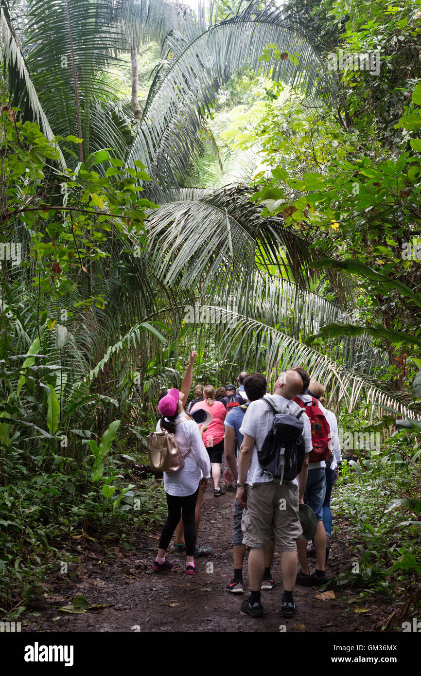 Les touristes marcher en forêt, parc parc national Carara, Costa Rica, Amérique Centrale Banque D'Images