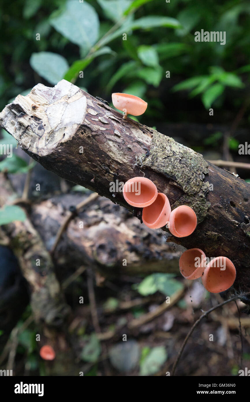 Tasse rouge ( Cookeina sulcipes ) champignon, poussant sur un tronc d'arbre dans la forêt tropicale, le Costa Rica, Amérique Centrale Banque D'Images