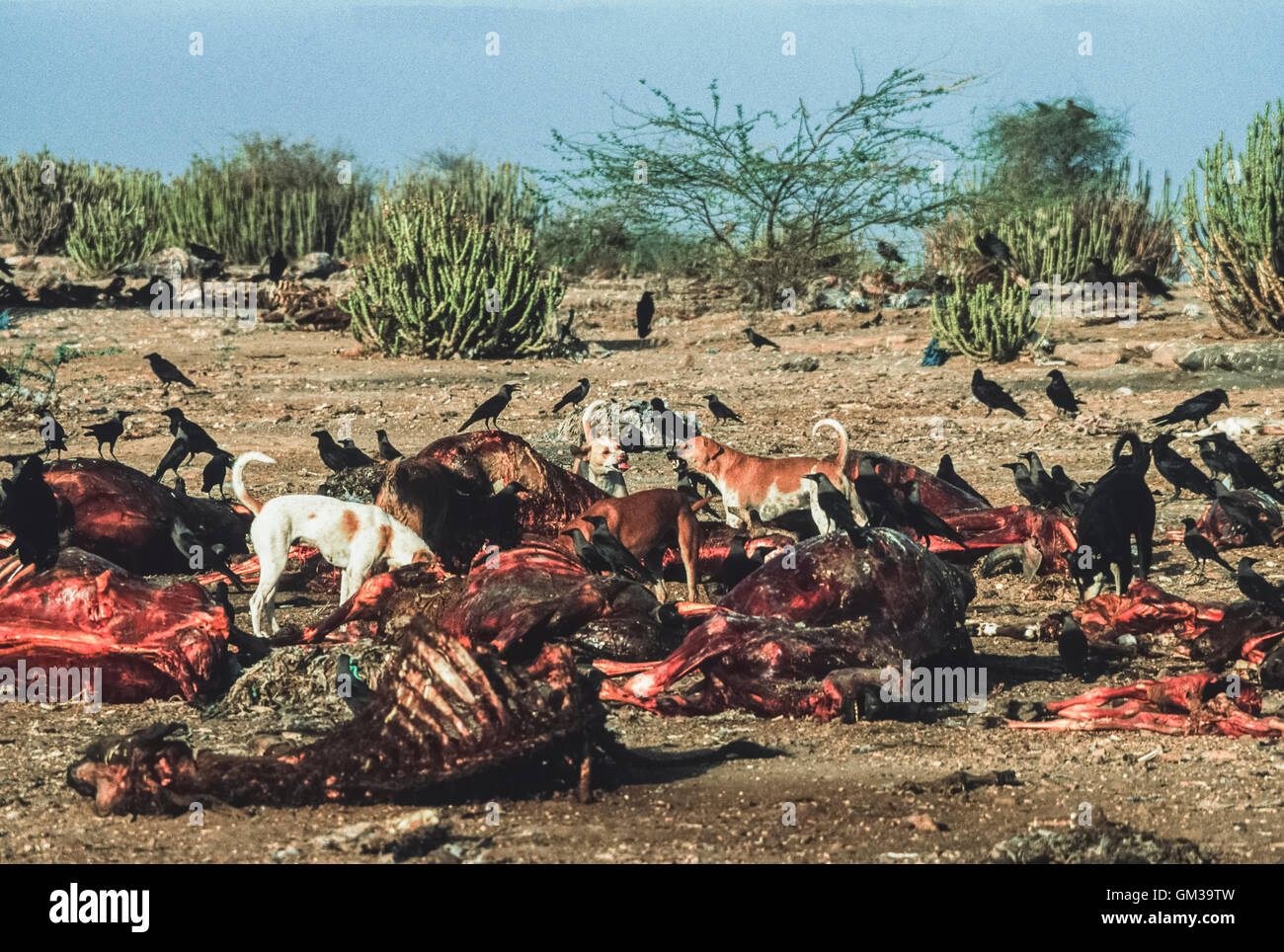 Chiens féraux, Canis lupus familiaris, d'alimentation animale à une décharge publique à l'extérieur de Bharatpur, Inde Banque D'Images