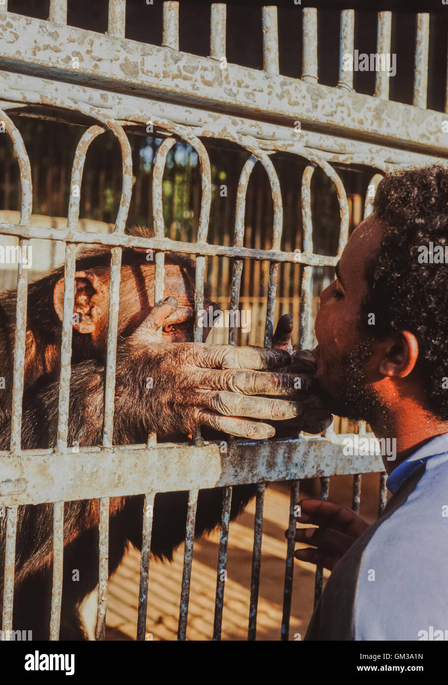 Des chimpanzés en captivité, Pan troglodytes, toilettage keeper's beard, Khartoum, Soudan Zoo Banque D'Images