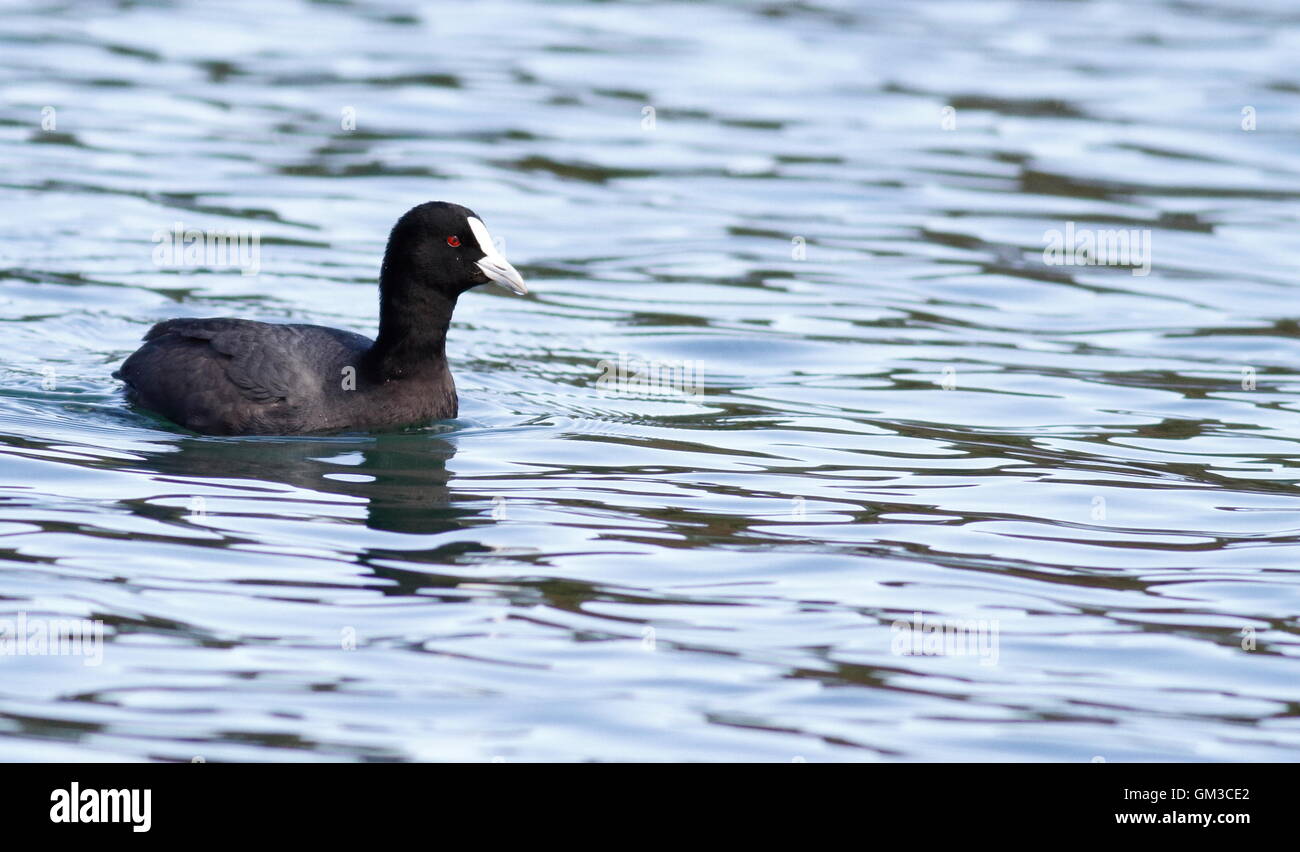 Australian foulque Fulica atra à Western Springs, Auckland Banque D'Images