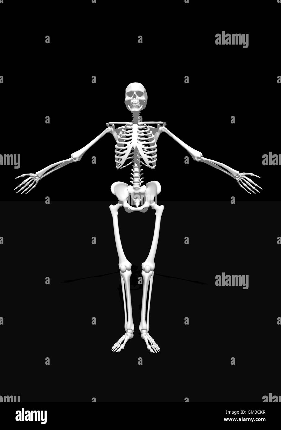 Squelette blanc Banque D'Images