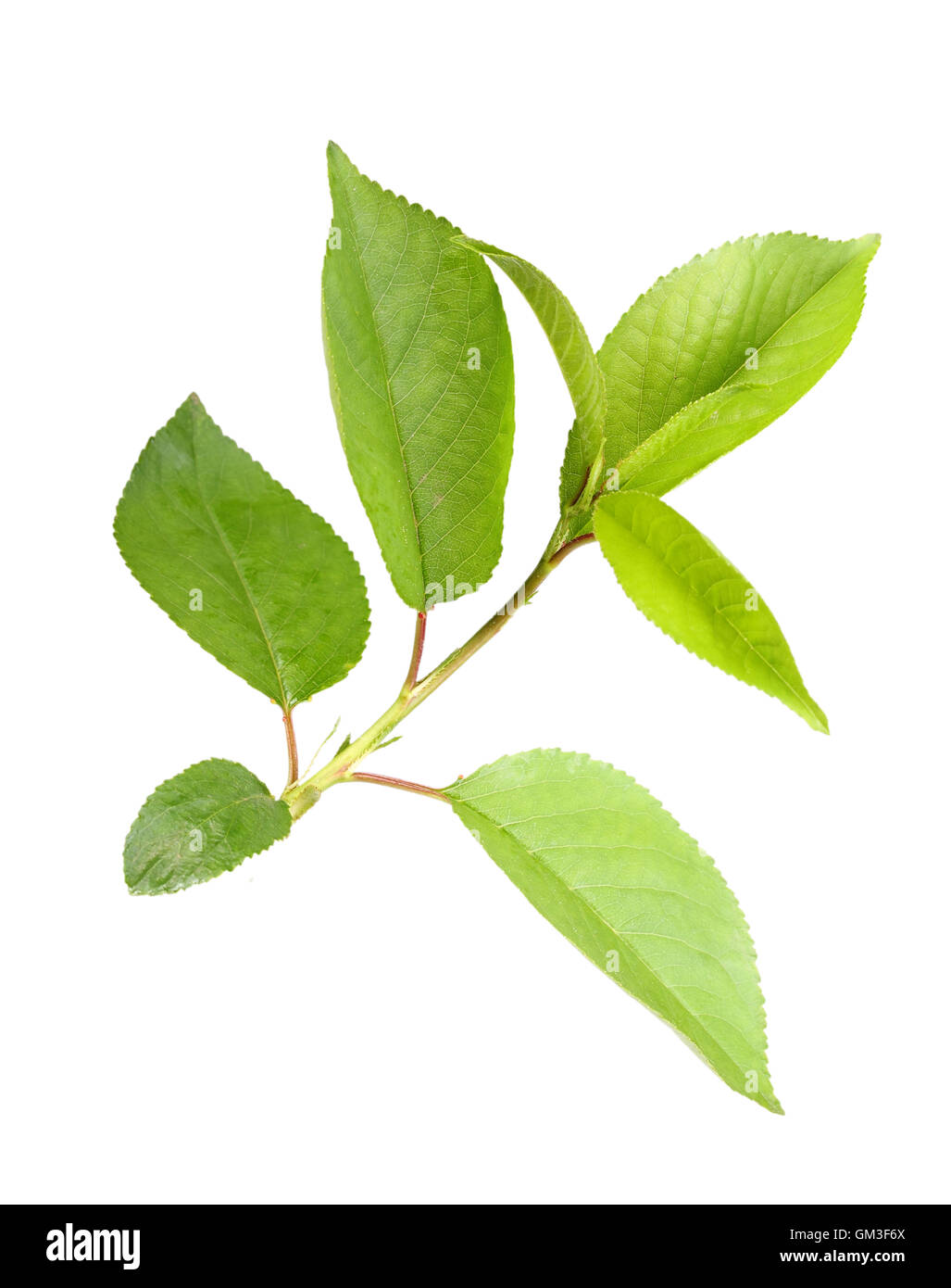 Sprout avec feuilles de pommier Banque D'Images
