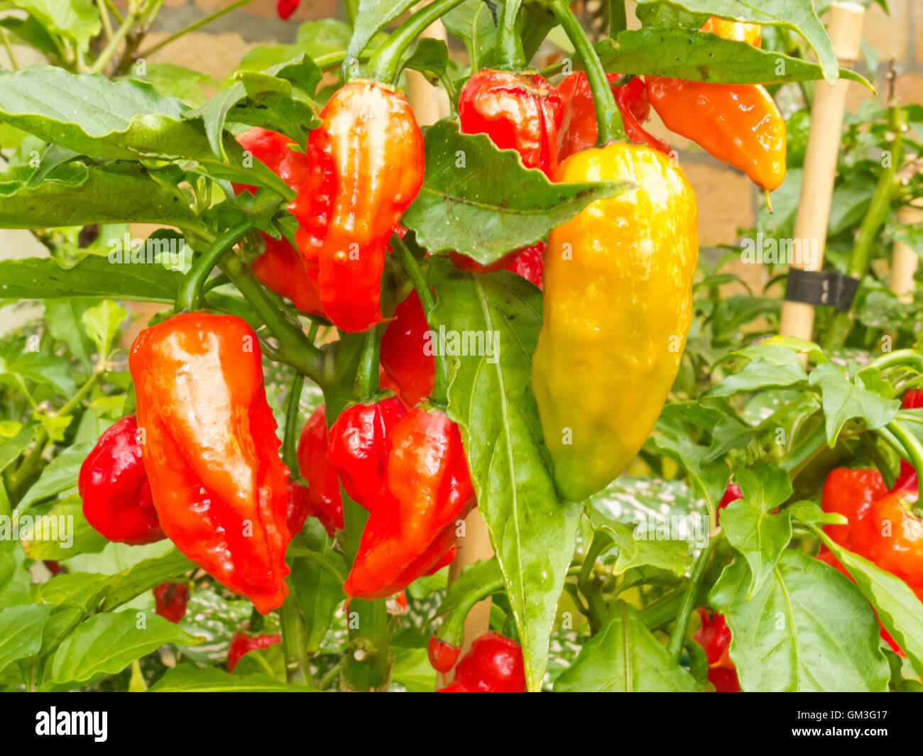 Poivrons spécialité Chili fantôme venu de récolter Banque D'Images