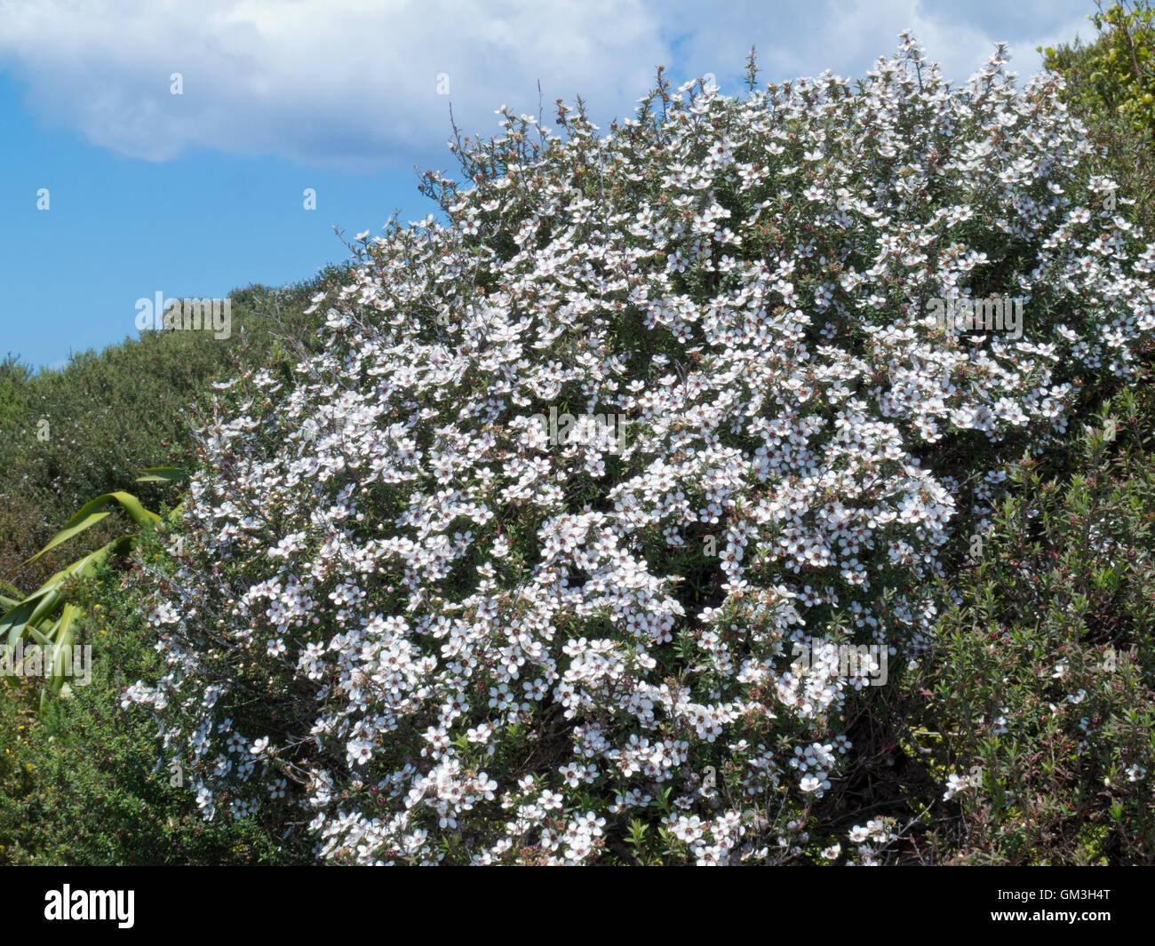 Blooming Leptospermum scoparium Manuka NZ l'arbre de thé Banque D'Images