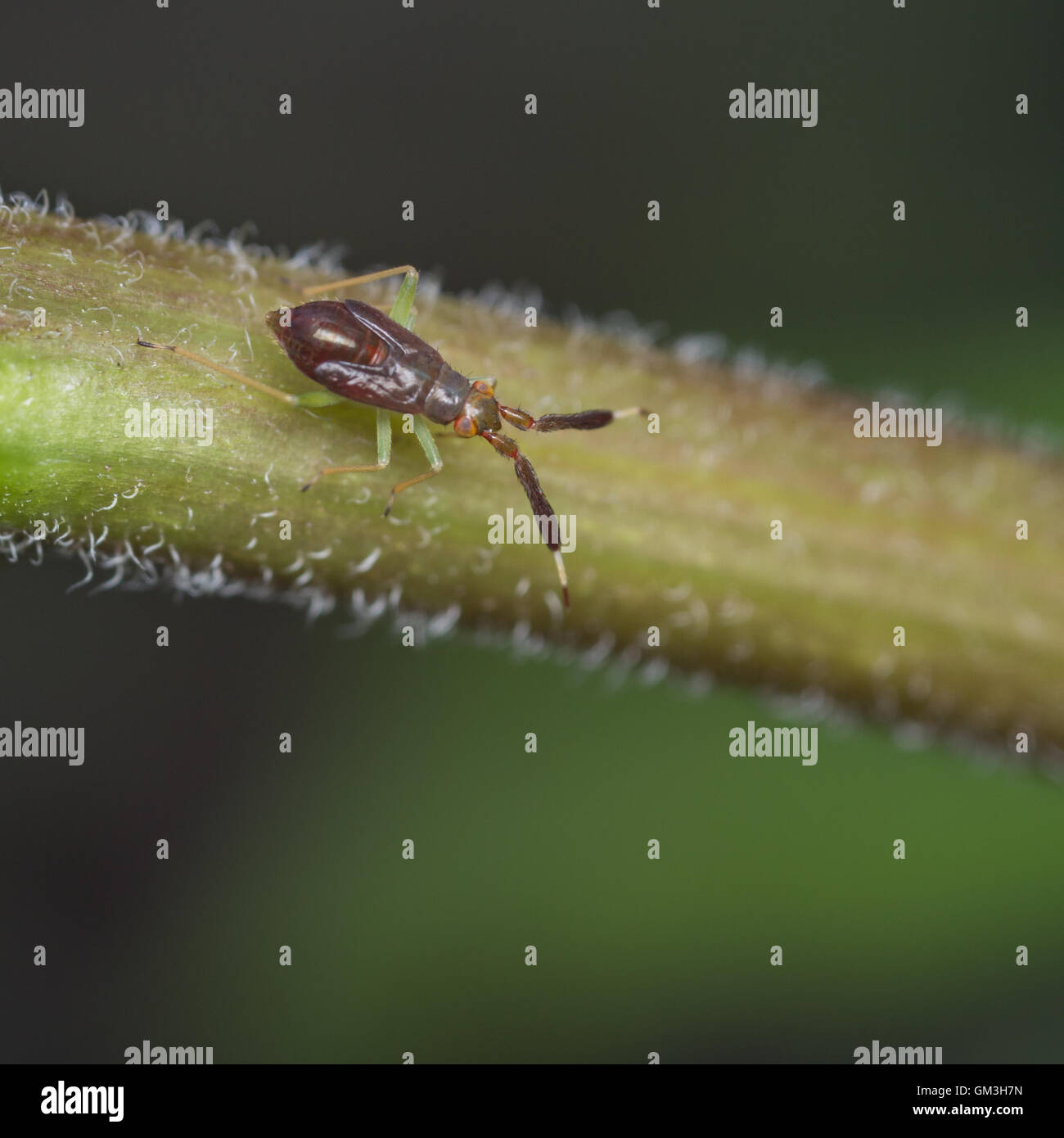 Nymphe de la punaises mirides Heterotoma planicornis, espèces Banque D'Images Nymphe de la punaises mirides Heterotoma planicornis, espèces Banque D'Images