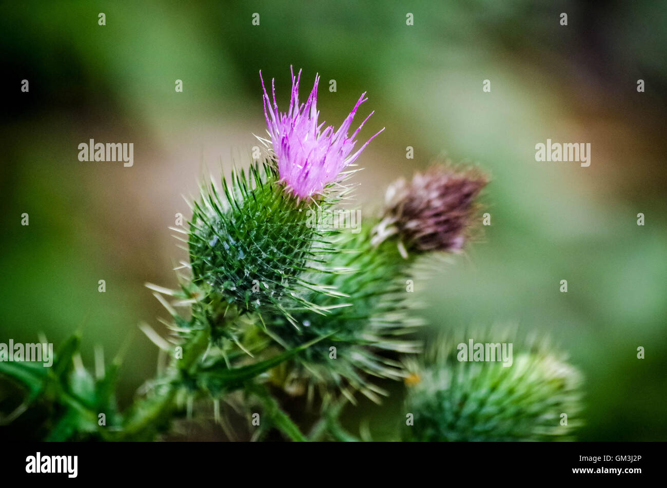 Fleur du chardon Banque D'Images