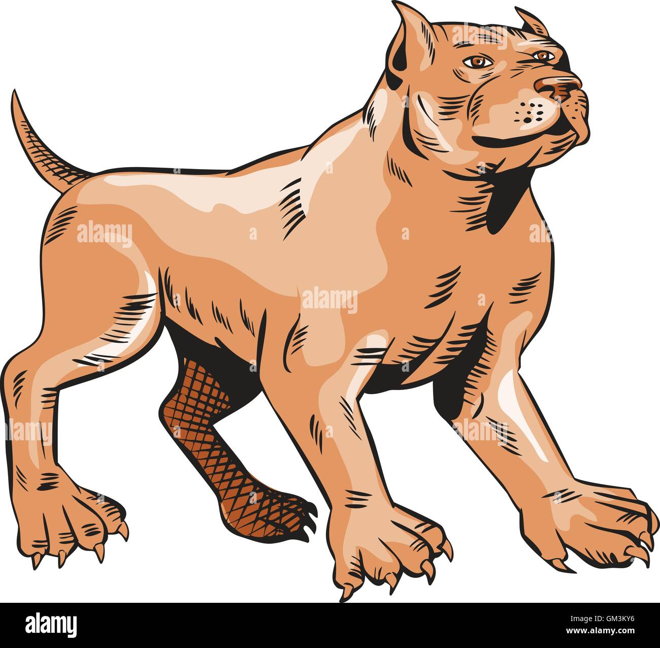 Pitbull Dog Mongrel Standing Etching Illustration de Vecteur